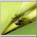 Mononychus punctum-album - Weisspunktiger Schwertlilienruessler 01.jpg